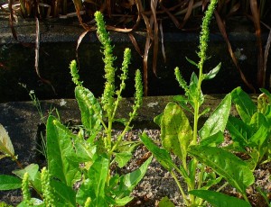 Beta_vulgaris_maritima_001
